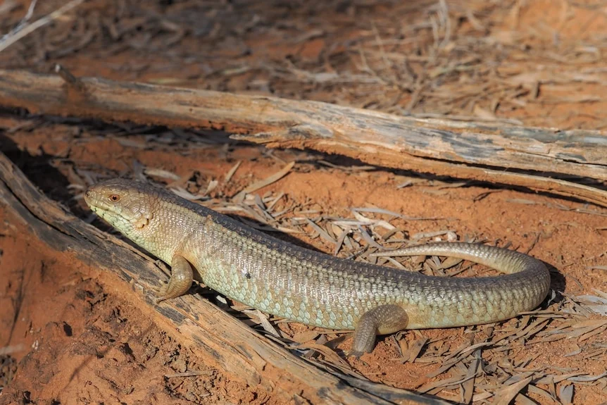 a skink stands on some red dirt and a tree root