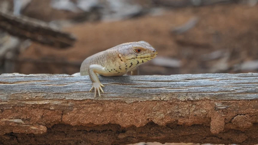 a muted brown skink holds on to a weathered plank of wood