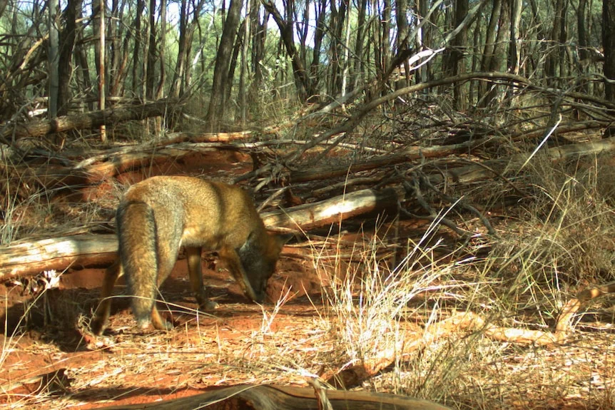a fox with its snout down in a wooded red dirt area