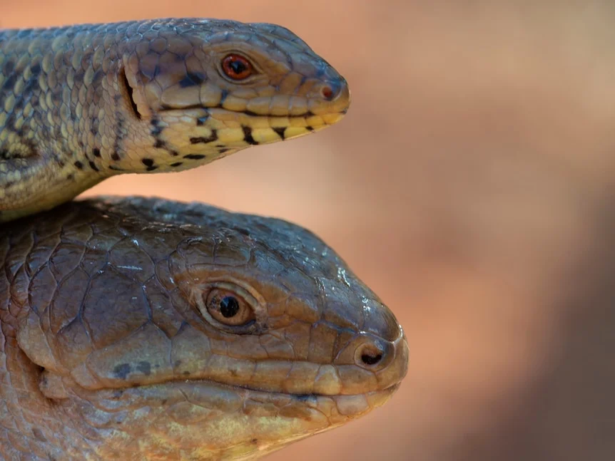 two yakka skinks showing one with red eyes and one with brown eyes