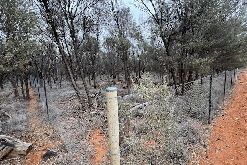 a chicken wire fence around a wooded area
