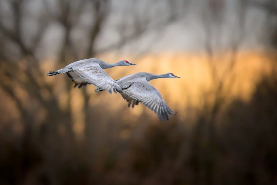 Shifting Migration Patterns: How Climate Change Disorients North American Birds
