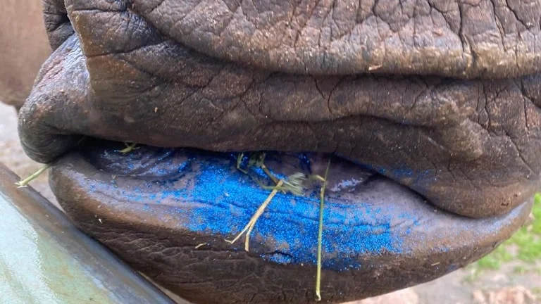 Southern white rhino chewing on hay with vivid blue glitter.
