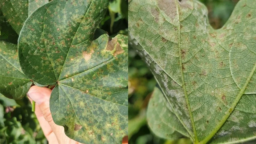 A split image showing leaves with brown and yellow spots all over them.