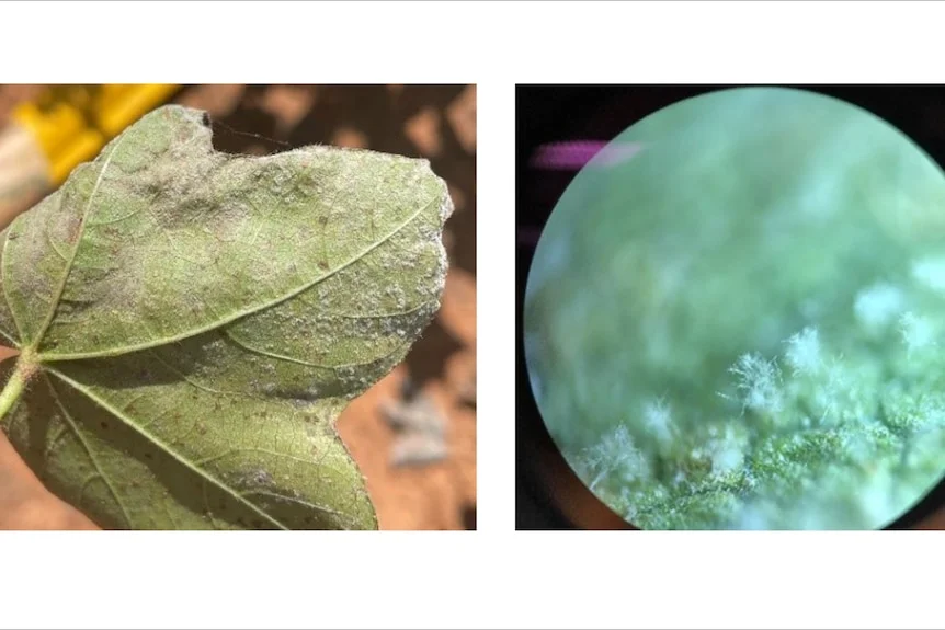 A split image showing a mouldy-looking leaf and a microscopic view of fungal growth on the leaf.