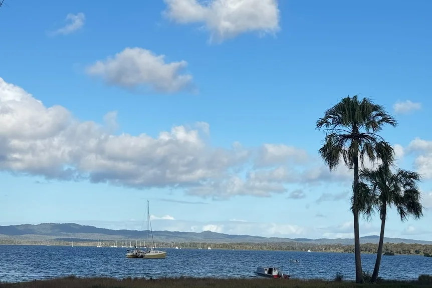 Boat and palm tree near water in Tin Can Bay