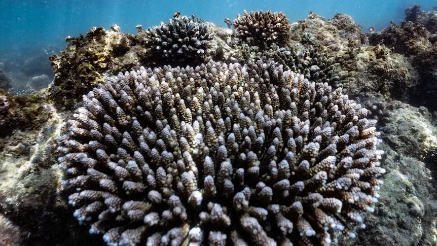 Underwater picture of coral with pale blue spikes