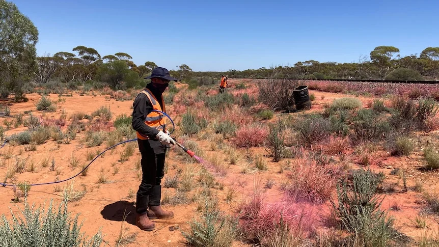 A man in hi-vis clothing sprays chemical onto buffel grass.