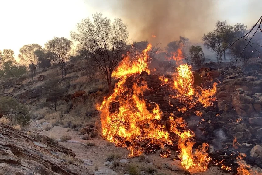 a close up shot of a grass fire.