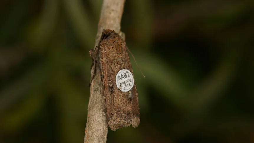 A bogong moth resting on a twig