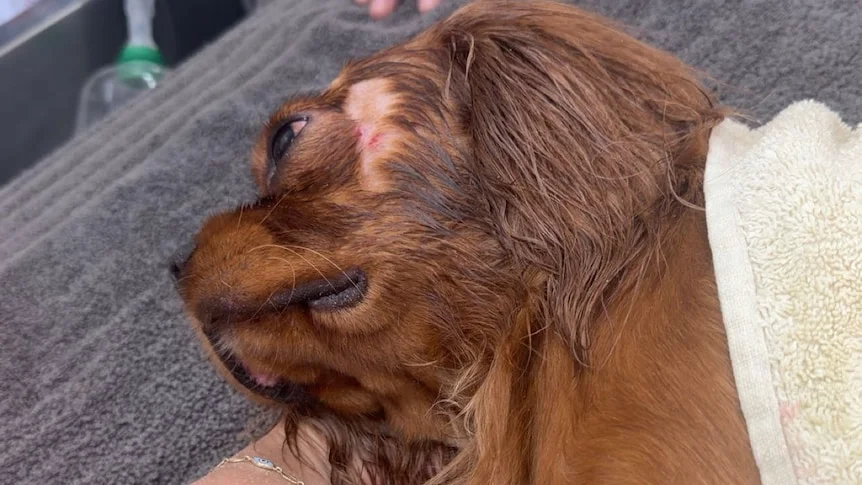 Injured Cavalier King Charles Spaniel laying on a towel after an attack.