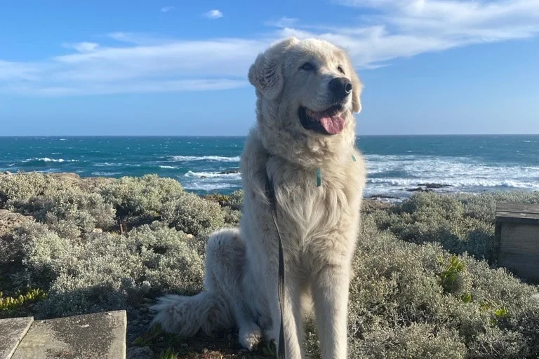 A maremma sheep dog sitting on Middle Island with the ocean behind it.