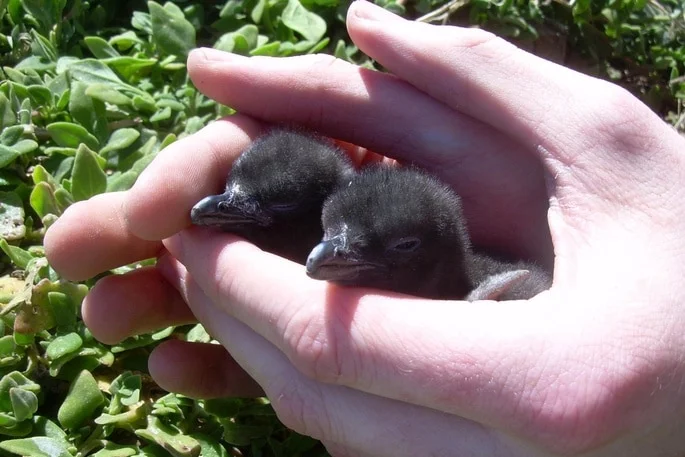 Two day-old penguin chicks are held in a person's hands, they are black and fluffy.