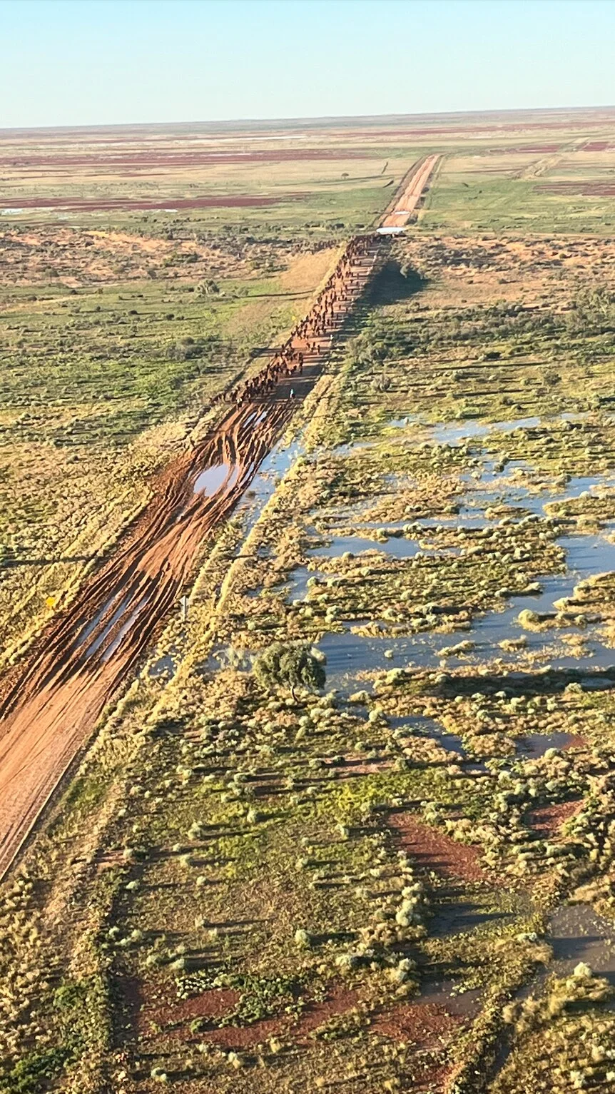 Cattle coming off Clifton Hills Station on the Birdsville Track in South Australia after flooding.