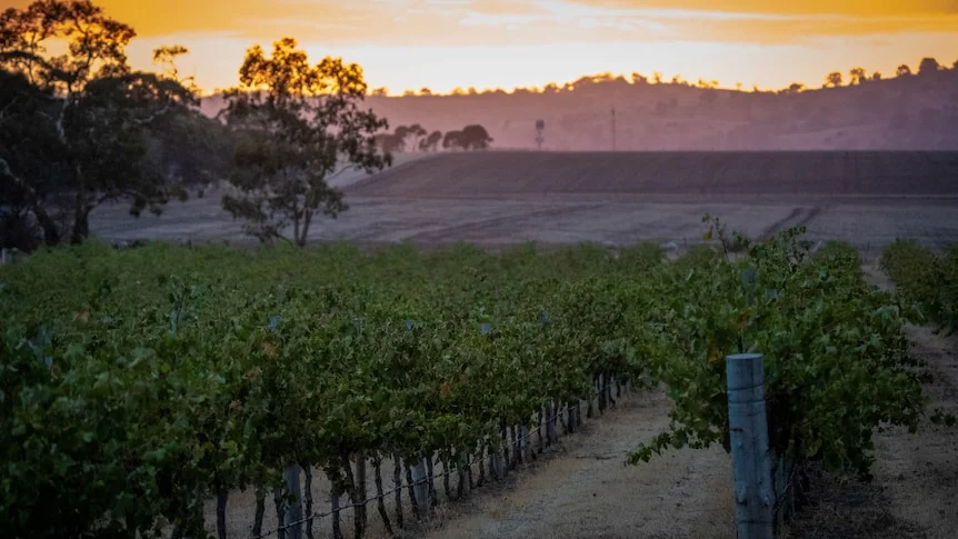 Rows of grapevines lie in darkness as the yellow sun peeks over distant hills