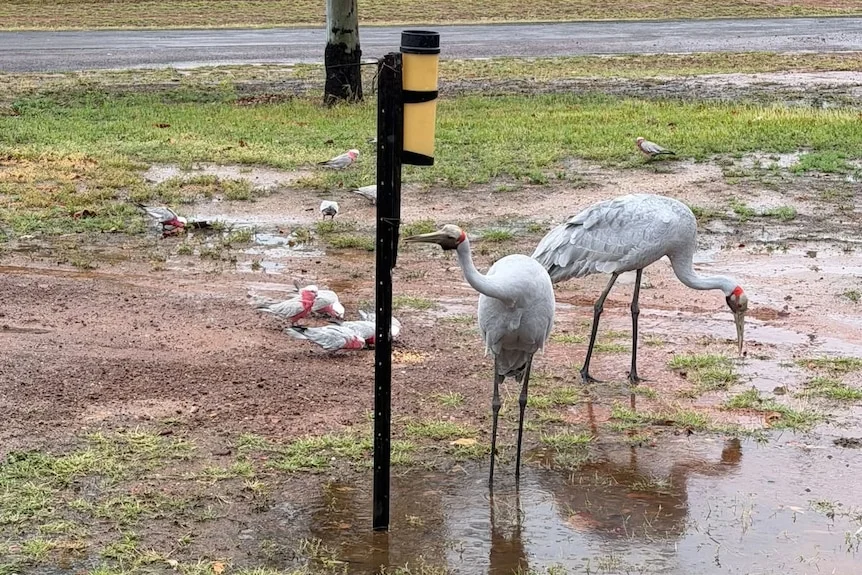 Galahs and brolgas in rain puddles around a rain gauge fixed to a stake.