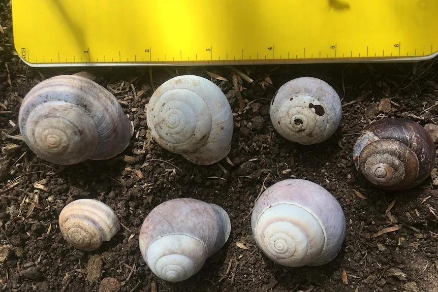 Seven snail shells of varying sizes on the ground alongside a measuring tape.