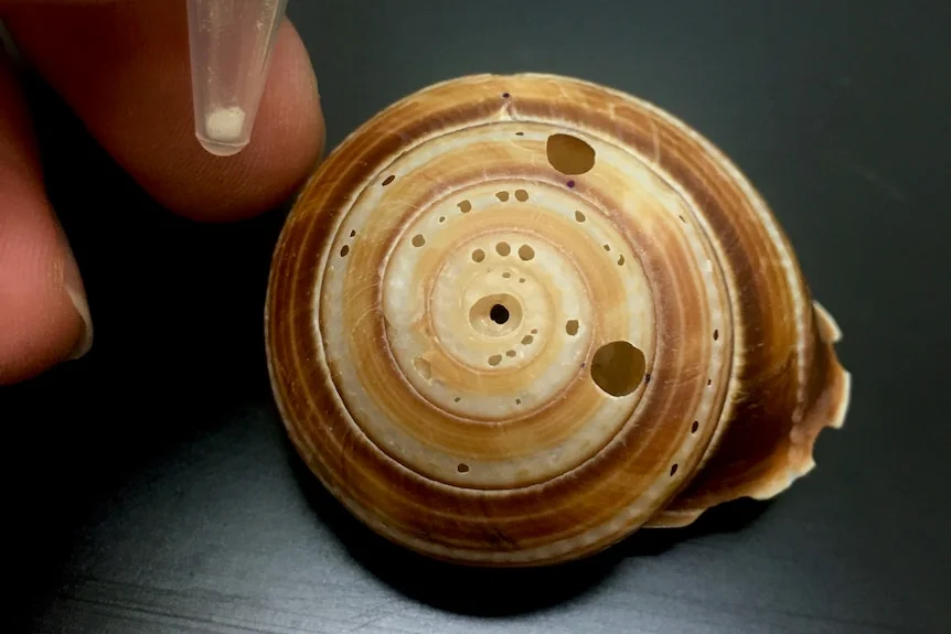 A close-up of a yellow and brown spiral snail shell with tiny holes in it.