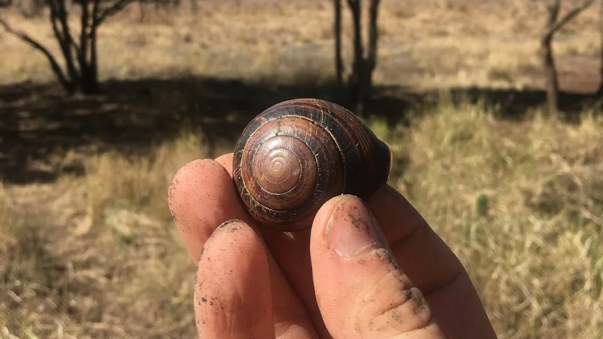 Fingers holding a snail shell with bushland in the background.