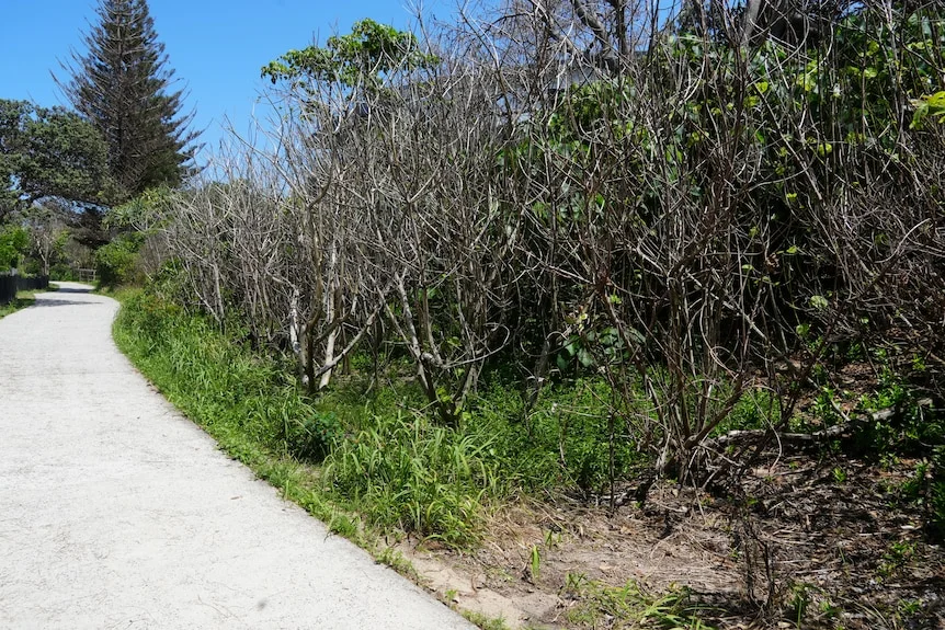 Smaller dead trees lining a concrete walkway