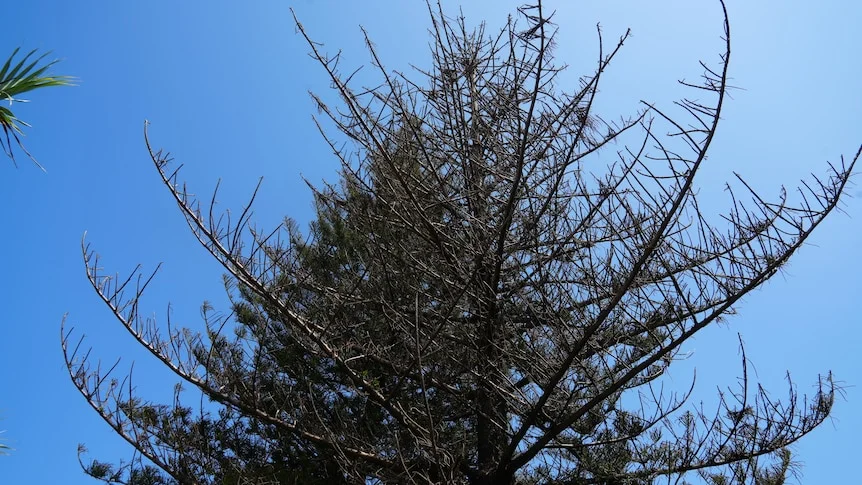 A large pine tree with exposed branches, with photo taken from below, looking up.