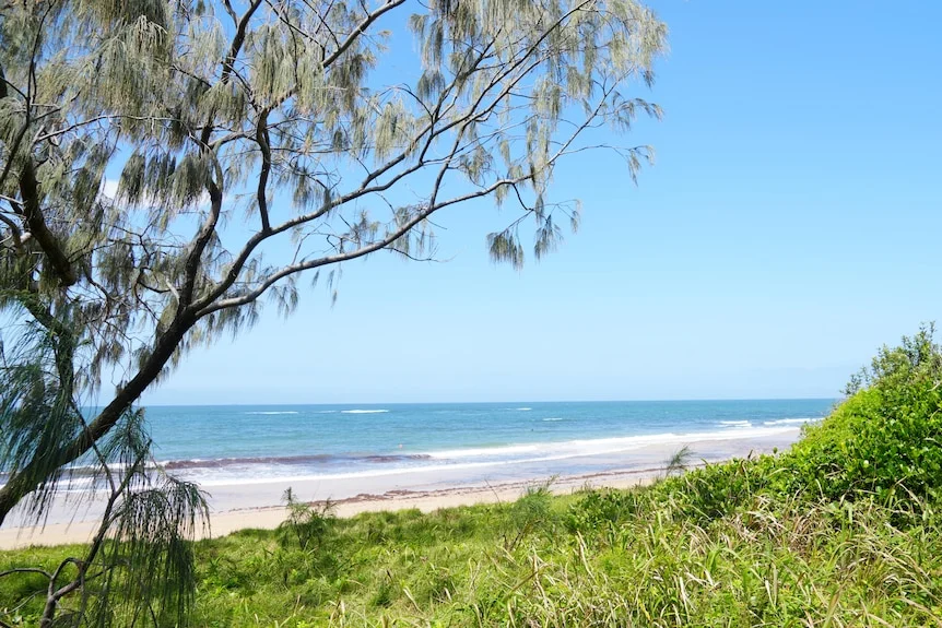 An expansive beach with native tree and bushes in foreground