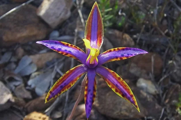 A close of a purple flower 