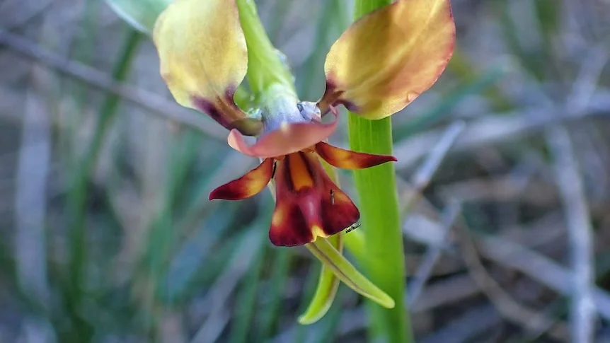 donkey orchid