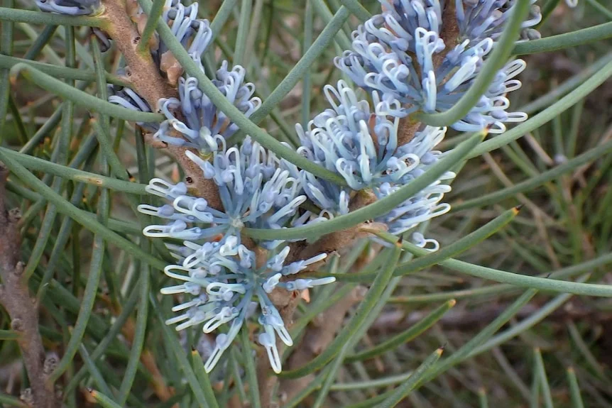 A close of a blue flower