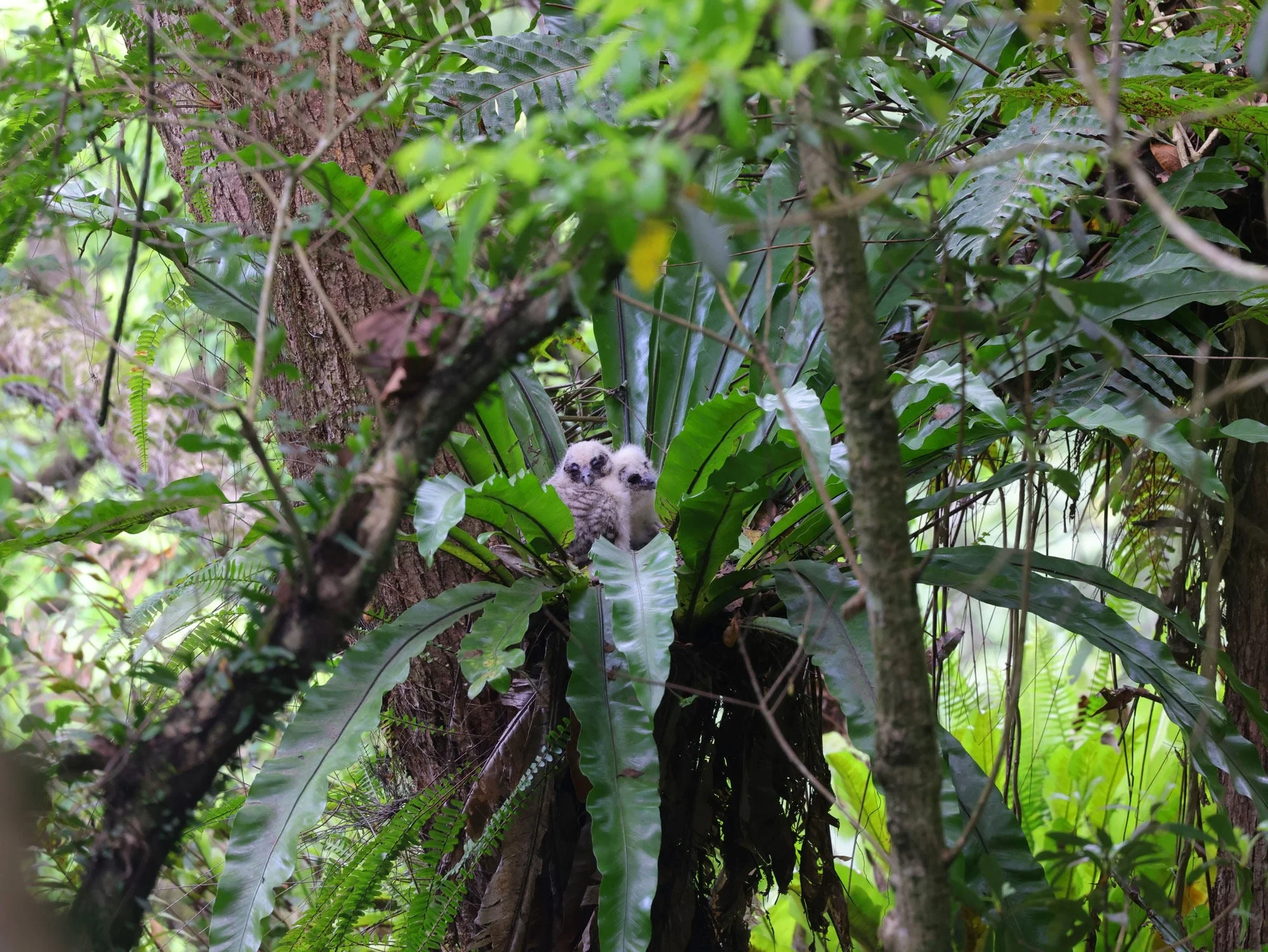 The rare brown wood owl chicks have successfully fledged at the Kadoorie Farm and Botanic Garden in Tai Po. Photo: KFBG