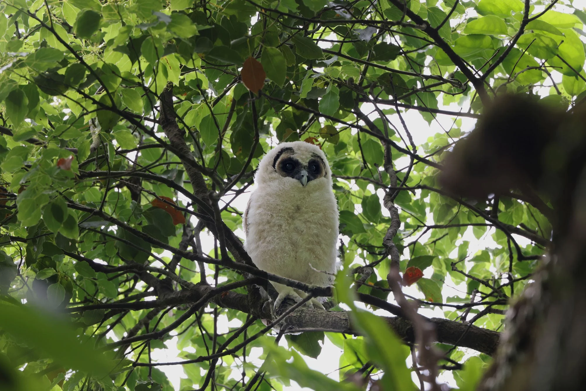 According to the farm, the brown wood owl is one of the largest owl species in Hong Kong. Photo: KFBG