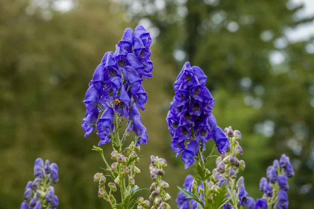 Aconitine is a highly toxic diterpenoid alkaloid derived from the Aconitum plant family, such as monkshood or wolfsbane, above. Photo: Shutterstock Aconitine is a highly toxic diterpenoid alkaloid derived from the Aconitum plant family, such as monkshood or wolfsbane, above. Photo: Shutterstock