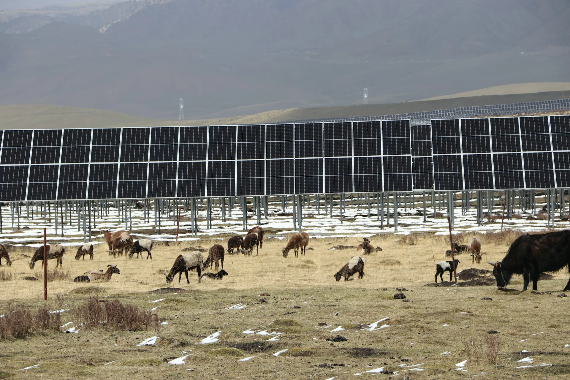 Rows of solar panels are in the background as several animals graze on brown grass.
