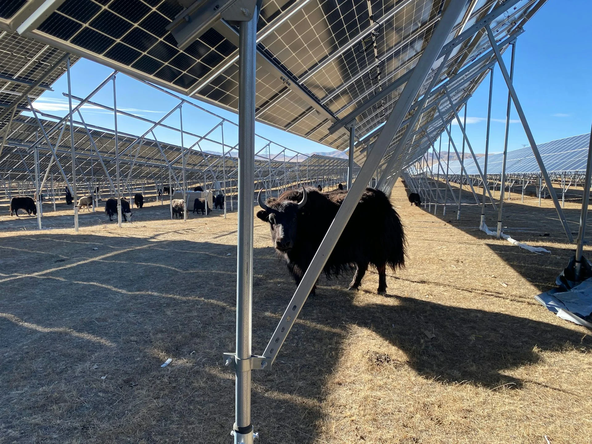 Large metal structures hold up dark panels, and underneath bovine animals walk and graze.
