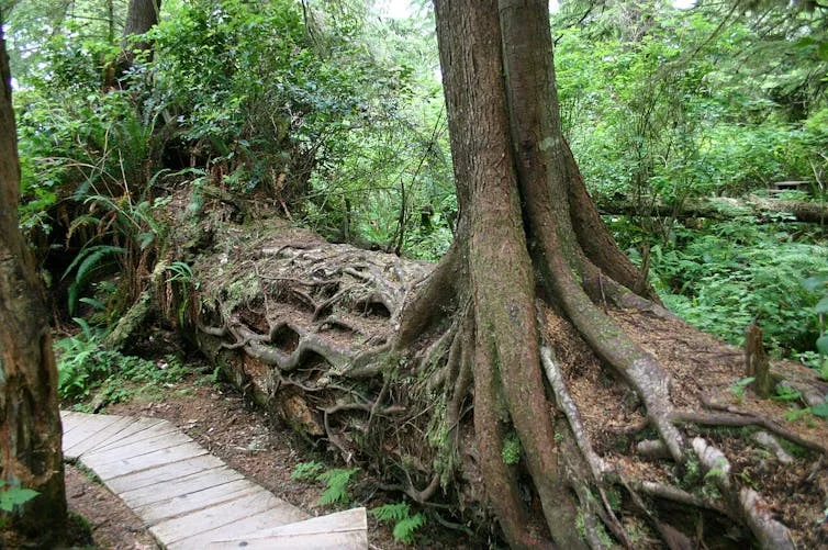 Life after death: From burned trees to bleached corals, how dead organisms live on as the building blocks of new life