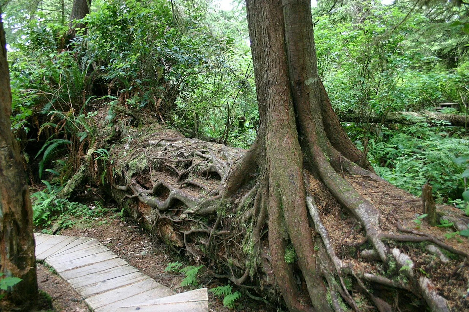 Trees of different ages grow from a fallen log.