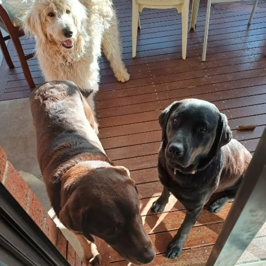 Three dogs gathered outside a doorway.