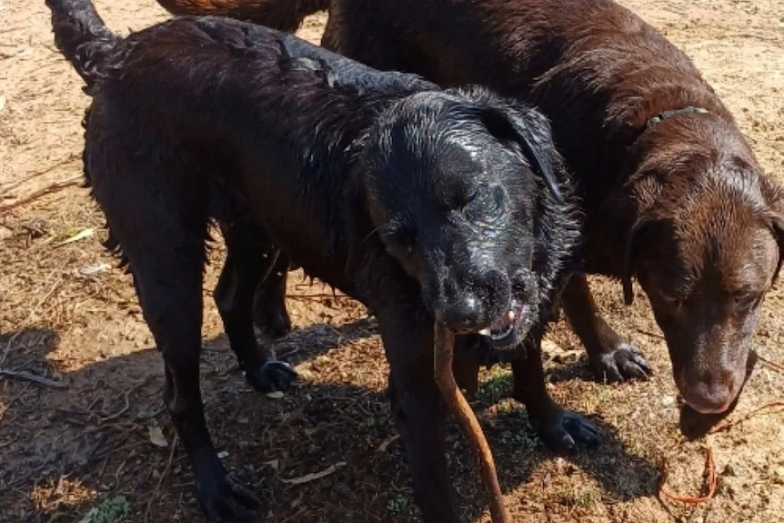 Two dogs play on sand.