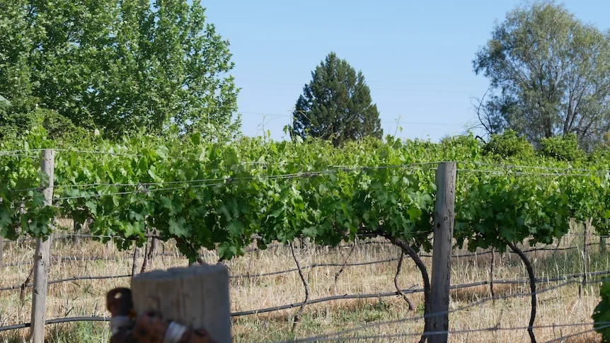 Rows of green vineyards with wooden posts.