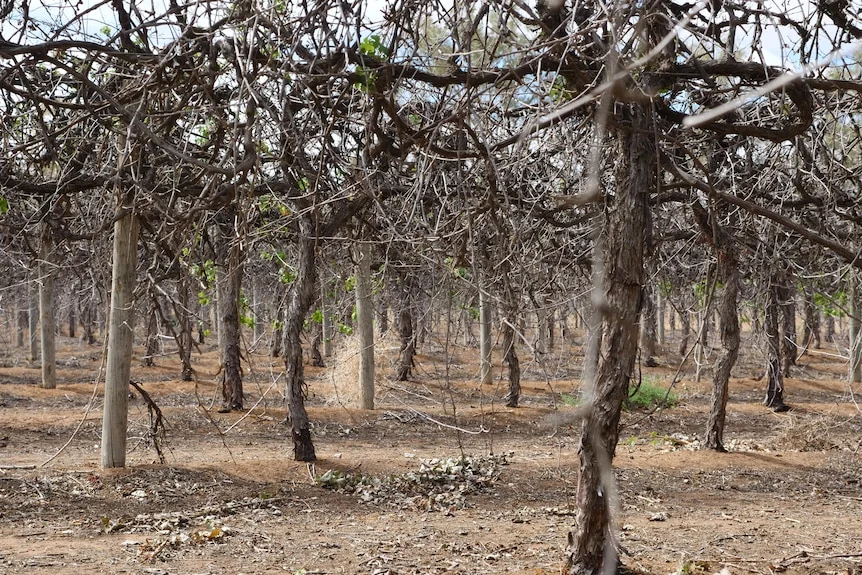 Bare and brown vines on a vineyard.