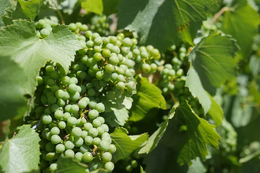 Green chardonnay grapes sit on vines in bunches.