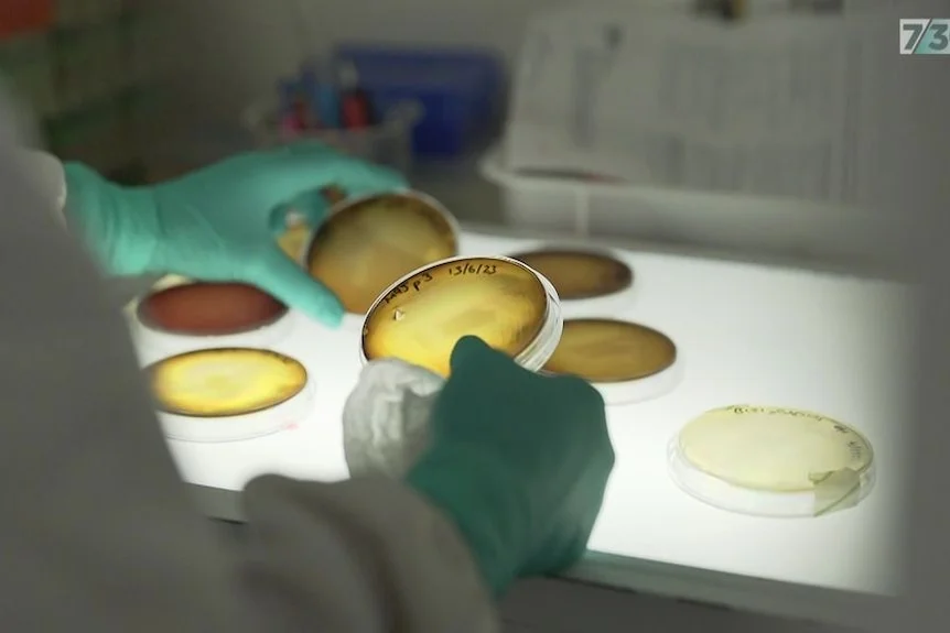 A hand holding a petri dish in a laboratory