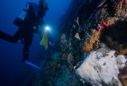 Researcher looks for sea squirt in waters off Antarctica
