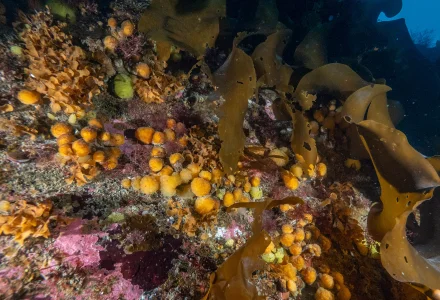 Antarctic sea squirt