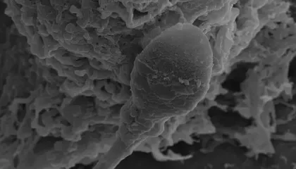 How Microgravity Disrupts Sperm Function: New Research Reveals Challenges for Human Reproduction Beyond Earth