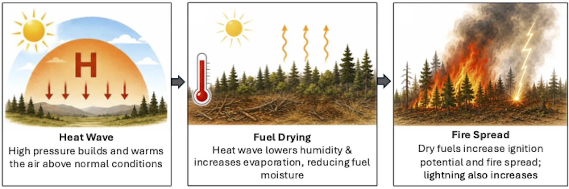 How heat waves exacerbate wildfire risk.
