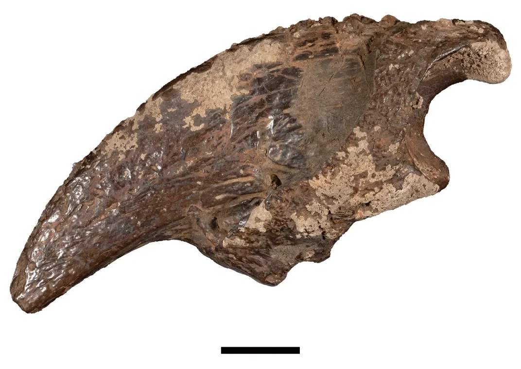 A claw against a white background