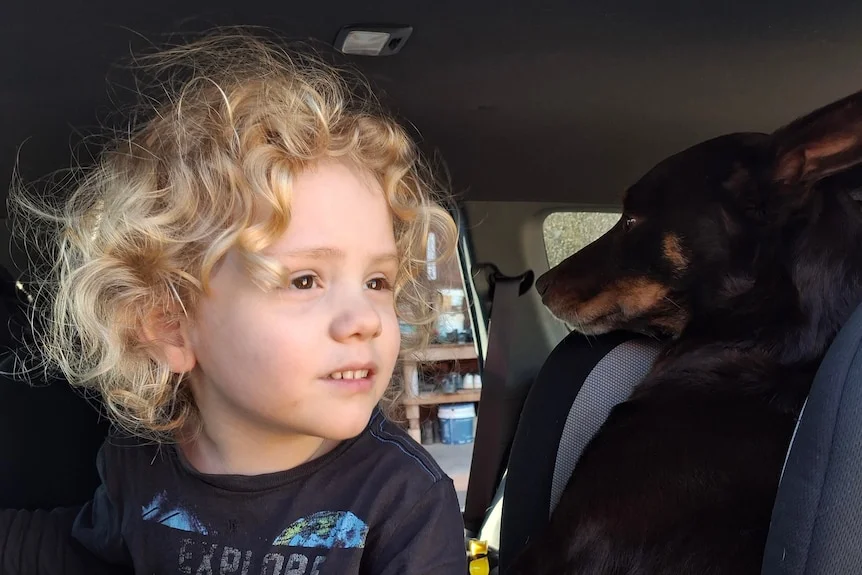 A young boy with long curly blond hair sitting in a car