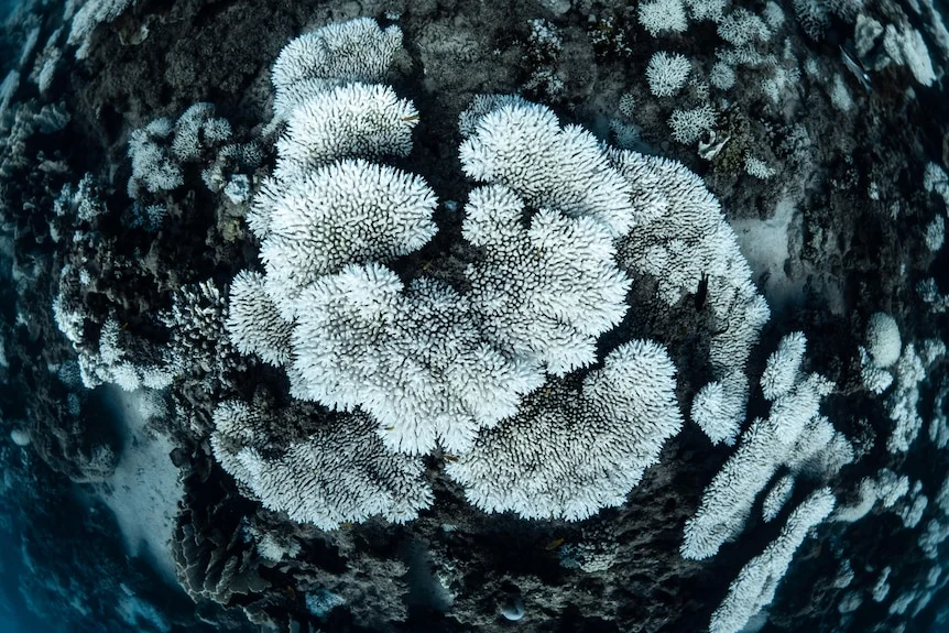 Bright white bleached coral underwater.