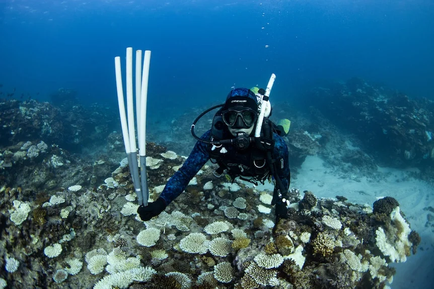 Dr Damian Thomson underwater in the Ningaloo Reef after the reef was bleached due to marine heat waves.